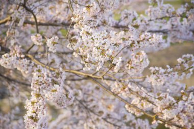 Bahçedeki güzel pembe sakura çiçekleri