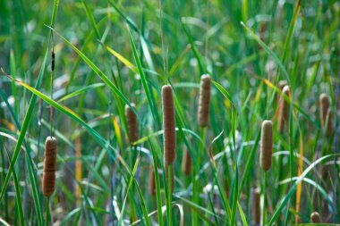 Ormandaki çimenler, doğa bitki örtüsü
