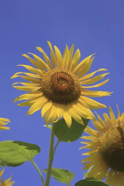 Güneşin mavi gökyüzünde parladığı güzel ayçiçekleri         