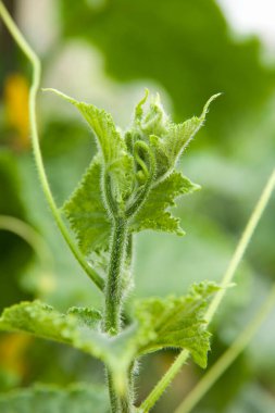 Bahçede yetişen taze salatalık. 