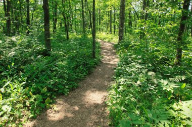 Yazın yeşil ormanda yol