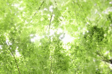 Yaz ağaçlarının yeşil dalları