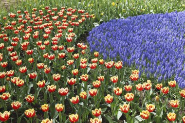 Parlak çiçekli güzel bir bahar bahçesi 