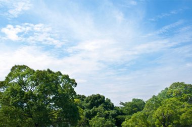 Parktaki güzel yeşil ağaçlar ve mavi gökyüzü     