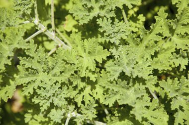 close up view of fresh leaves growing in the garden