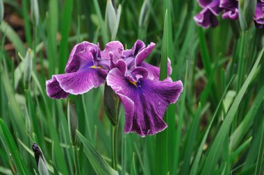 Bahçedeki mor süsen çiçekleri