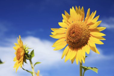 Yazın açan güzel ayçiçeklerinin yakın görüntüsü