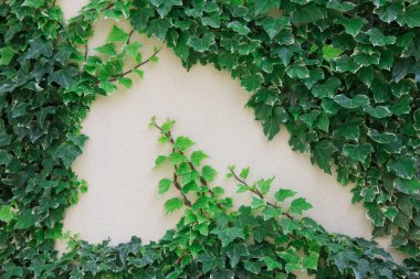 Bej duvarda yeşil sarmaşık bitkisi 