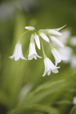 Bahçedeki güzel beyaz çiçekler