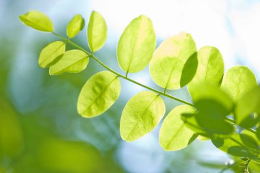 beautiful green leaves on blurred background 