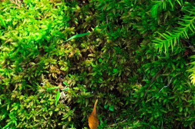 Ormanda yeşil yosun