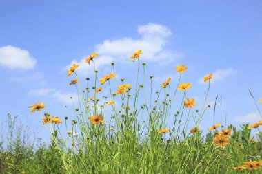 Güzel kır çiçekleri ve taze yeşil çimenler.        