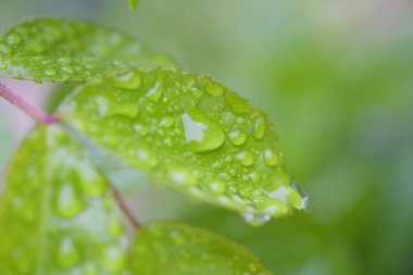 su yapraklara düşer.