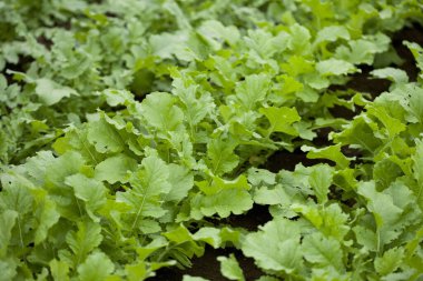 Bahçede yetişen yeşil tarım bitkileri