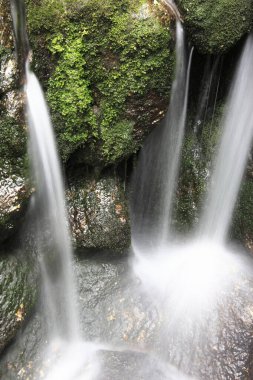 Ormanda şelale