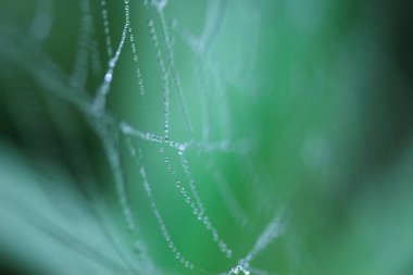 Örümcek ağı sabah çiğ damlaları bulanık arka plana düşer
