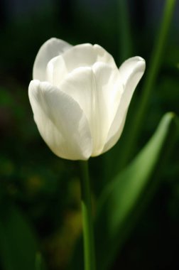 Bahçede beyaz lale çiçeği