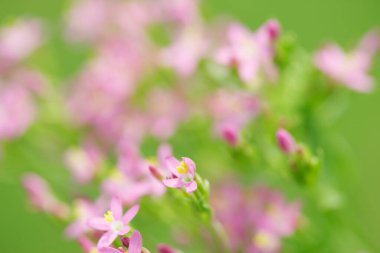 bulanık yeşil arkaplan ile mor çiçek.