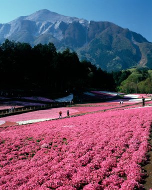 Çiçek tarlası olan güzel bir manzara