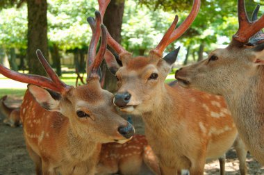Japonya 'daki sevimli geyik, Nara Parkı