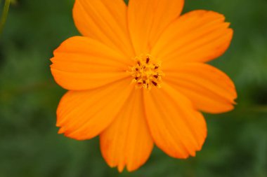 Gündüz vakti bahçede güzel portakal çiçekleri