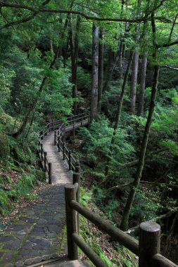 Yeşil ormana giden yol.