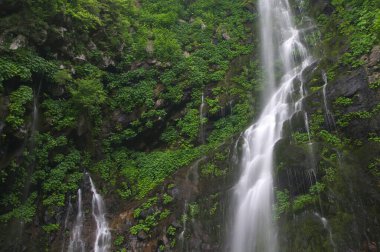 Yeşil ormanda şelale