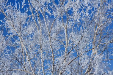 Kış manzarası, güzel ağaçlar buzullarla kaplı.