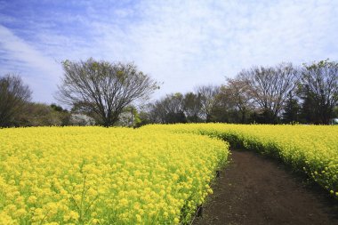 Gündüz tarlada renkli çiçekler