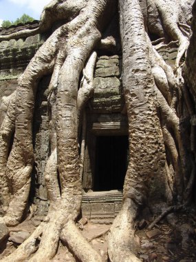 Angkor Wat tapınağındaki harabelerin üzerinde büyük ağaç kökü büyüyor.
