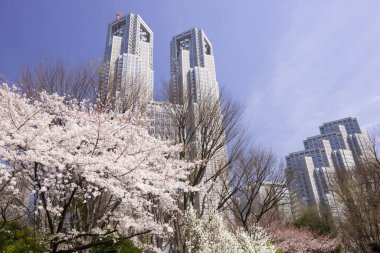 İlkbaharda kiraz çiçekleri, sakura ağaçları                