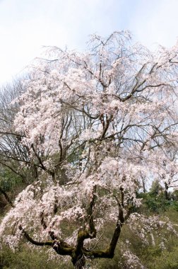 Baharda kiraz çiçeği açan kiraz sakura