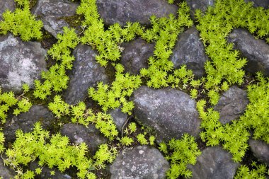 Taşların arasında büyüyen yeşil küçük bitkiler