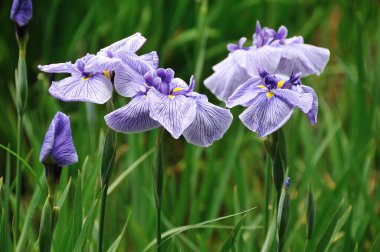 Yeşil çimenlikteki iris çiçeği