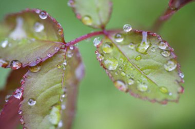 yeşil yaprak su damlaları, yakın çekim