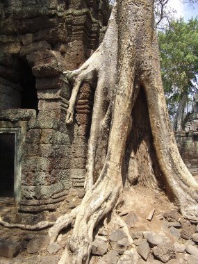Angkor Wat tapınağındaki harabelerin üzerinde büyük ağaç kökü büyüyor.