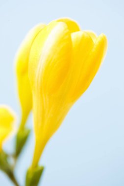 Mavi arkaplanda sarı frezya 