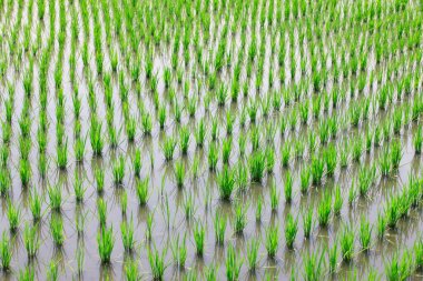 Yeşil pirinç tarlaları, bali, Endonezya