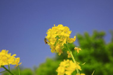 Arka planda mavi gökyüzü olan sarı çiçekli bir arı.