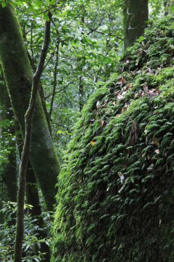 Yaz ormanlarında yeşil bitkiler, gündüz manzarası 
