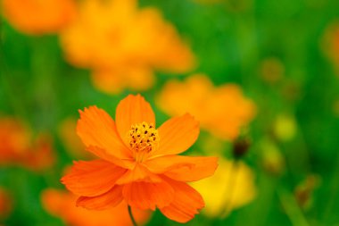 Gündüz vakti bahçede güzel portakal çiçekleri