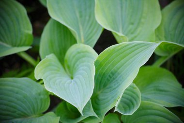 Güneş ışığında yeşil yapraklar, çiçek arkaplanı 