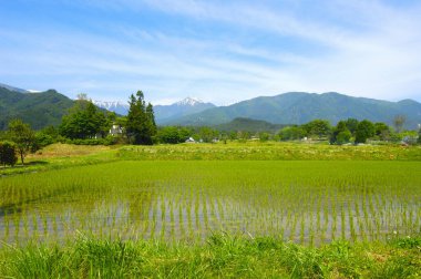Kırsaldaki çeltik tarlasının güzel manzarası.     