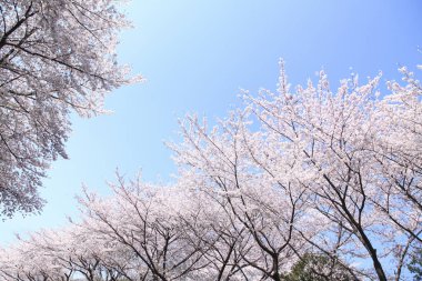 İlkbaharda kiraz çiçekleri, sakura ağaçları                