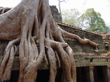 Angkor Wat tapınağındaki harabelerin üzerinde büyük ağaç kökü büyüyor.