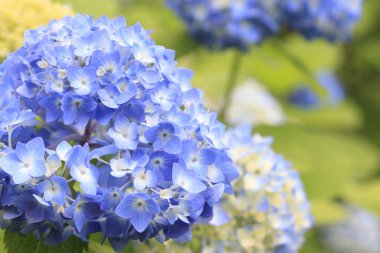 Bahçedeki mavi ortanca çiçekleri. görünümü kapat