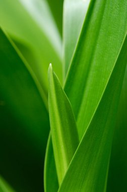 Taze yeşil yapraklara yakın 