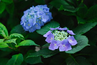 Güzel mavi ortanca çiçeği yaz bahçesinde.