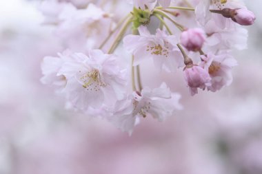 Bahçedeki güzel pembe sakura çiçeklerinin yakın çekimi. 