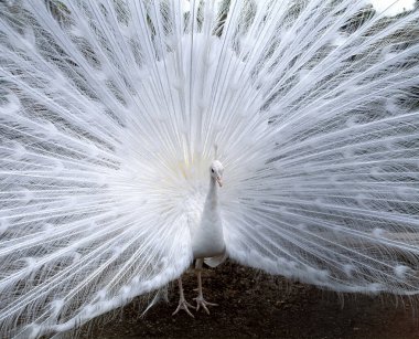 Hayvanat bahçesindeki beyaz erkek tavus kuşunun yakın çekimi. 